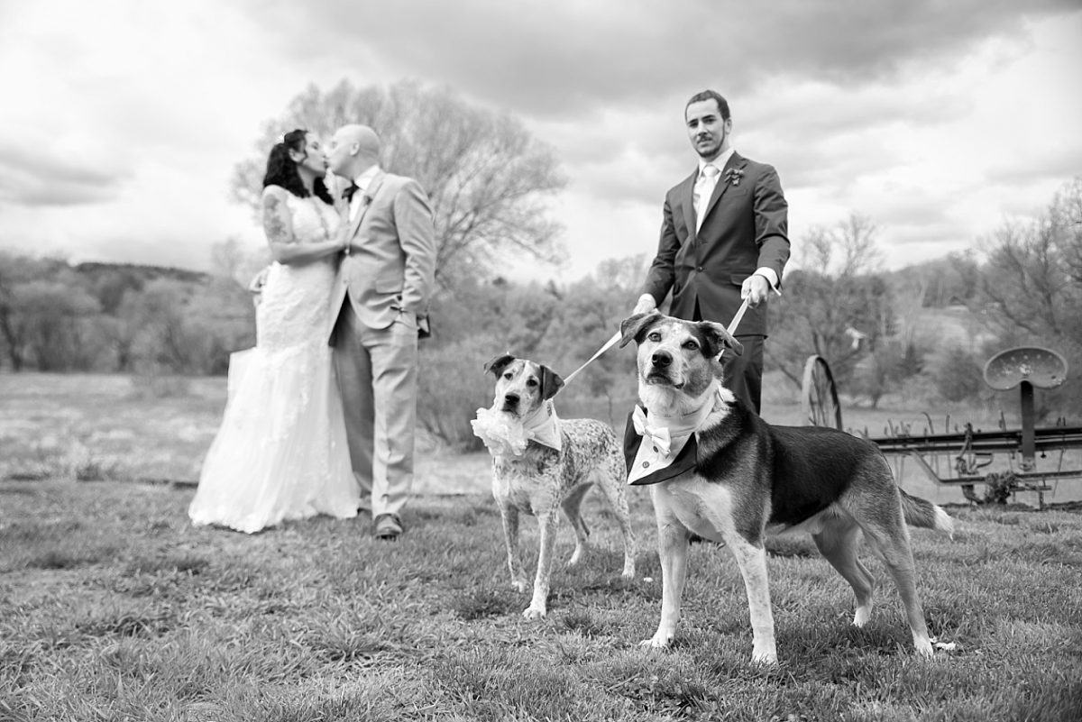 bride & groom & pups